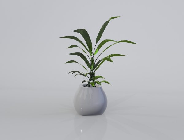 Green FrondandFolia Plant