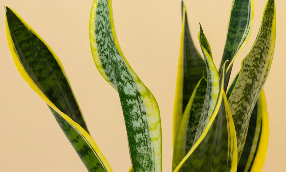 Exploring New Trends In Home Decor And Interior Design Home 02