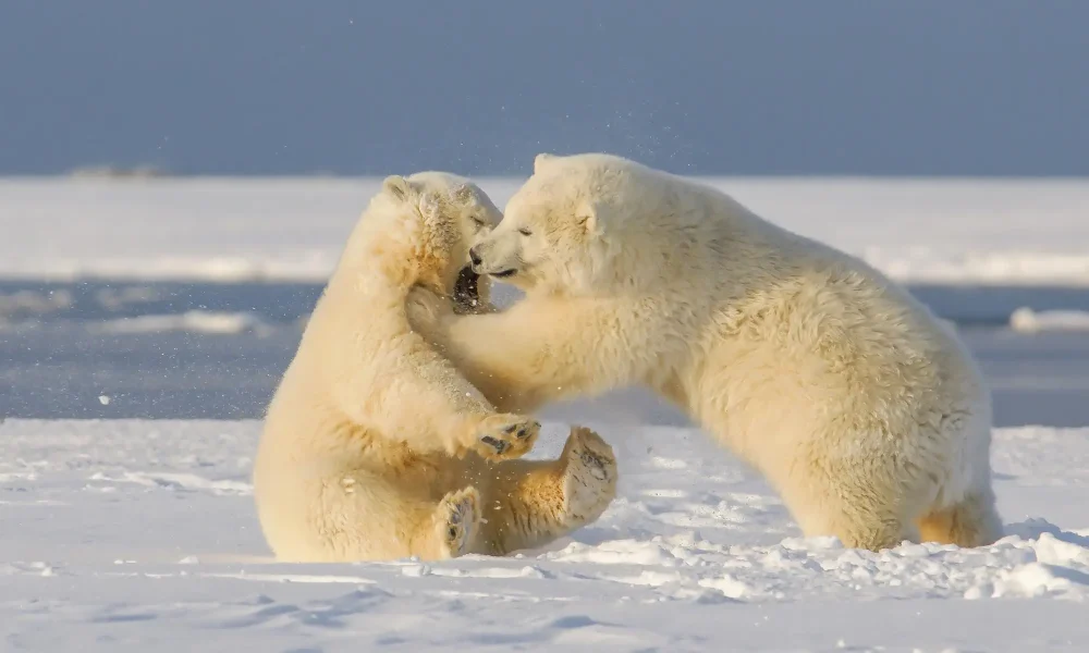 Understanding the Benefits of Professional Development Programs